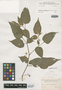 Solanum allophyllum image