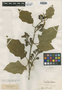 Solanum glutinosum image