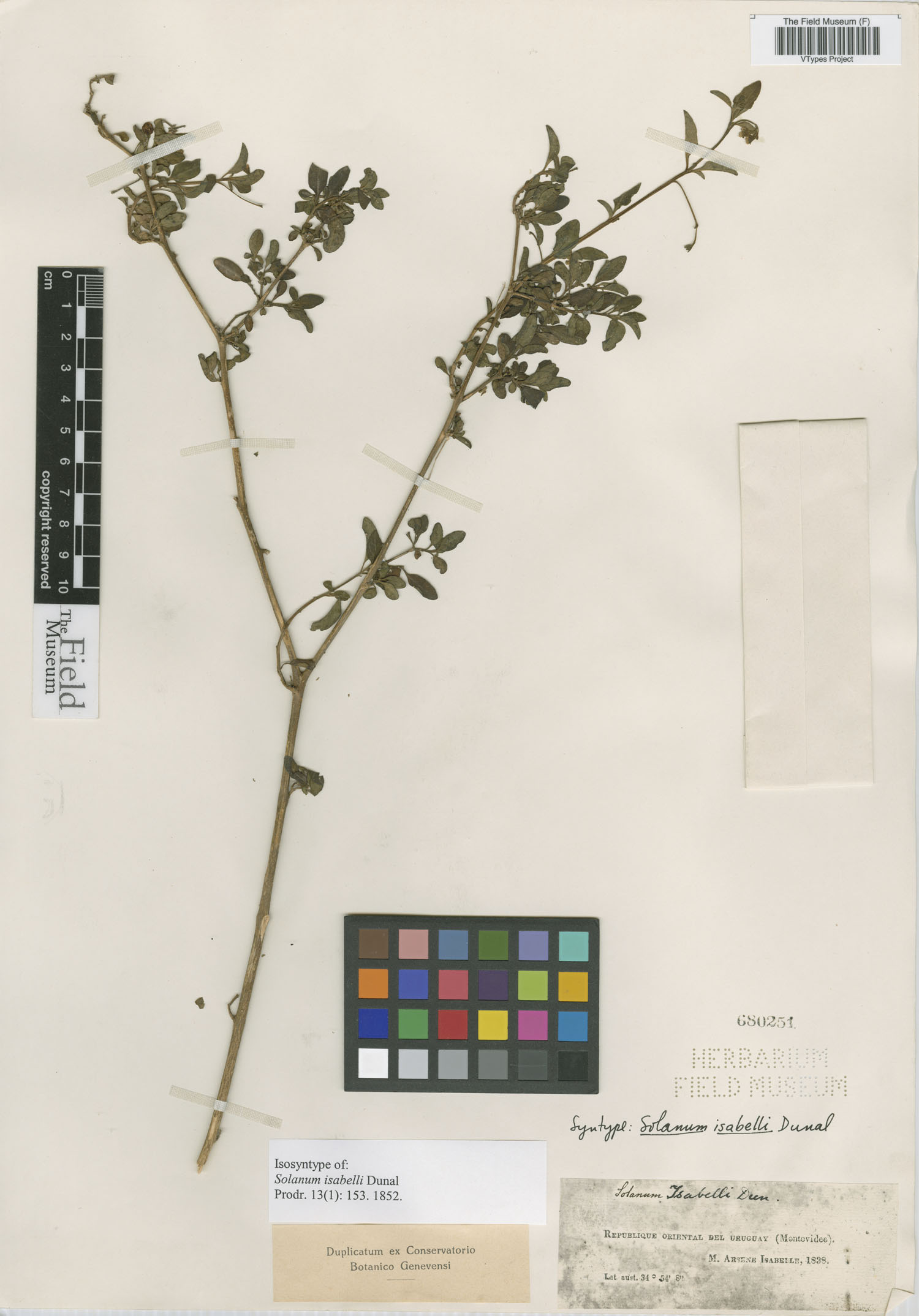 Solanum isabelli image