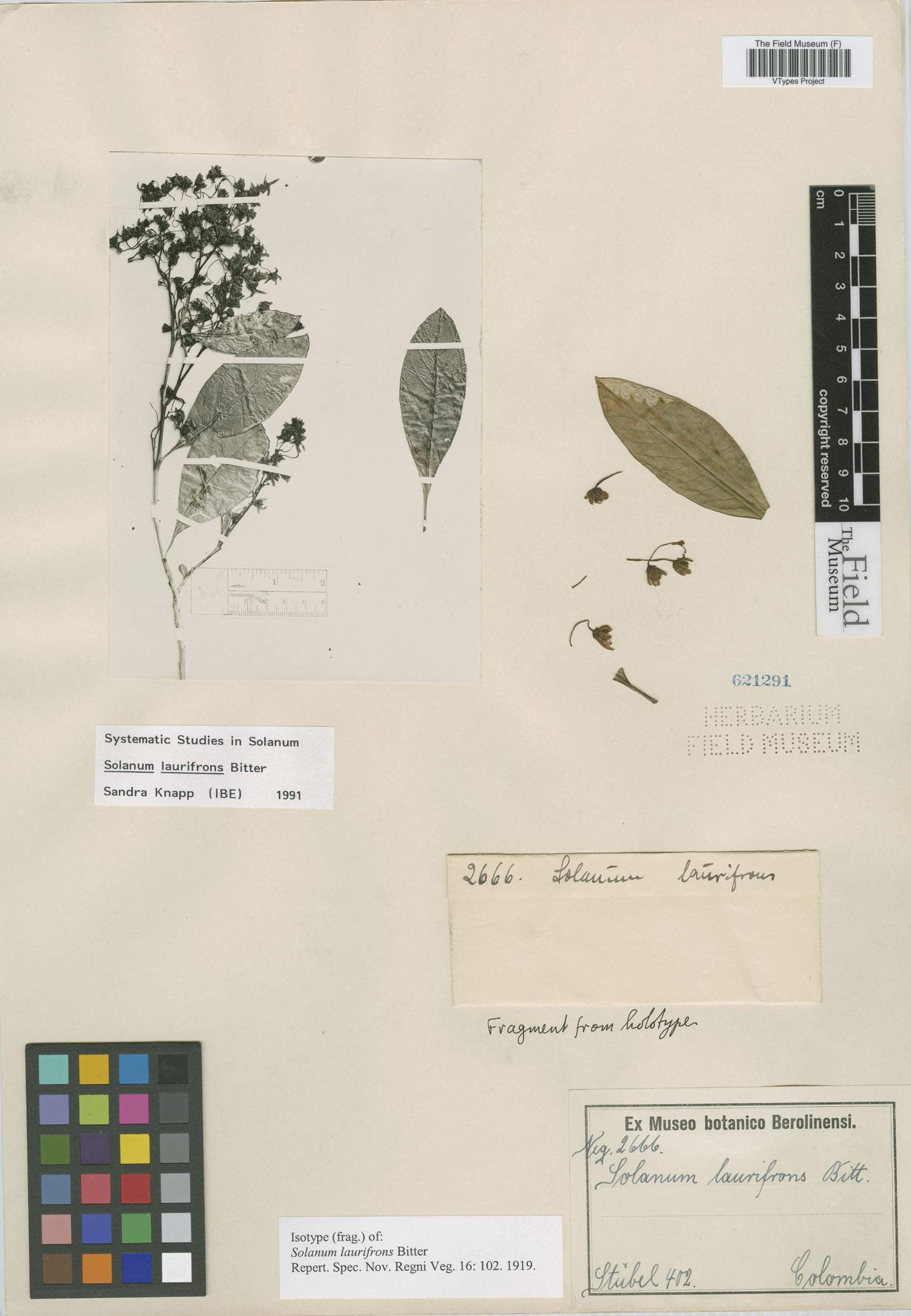 Solanum laurifrons image