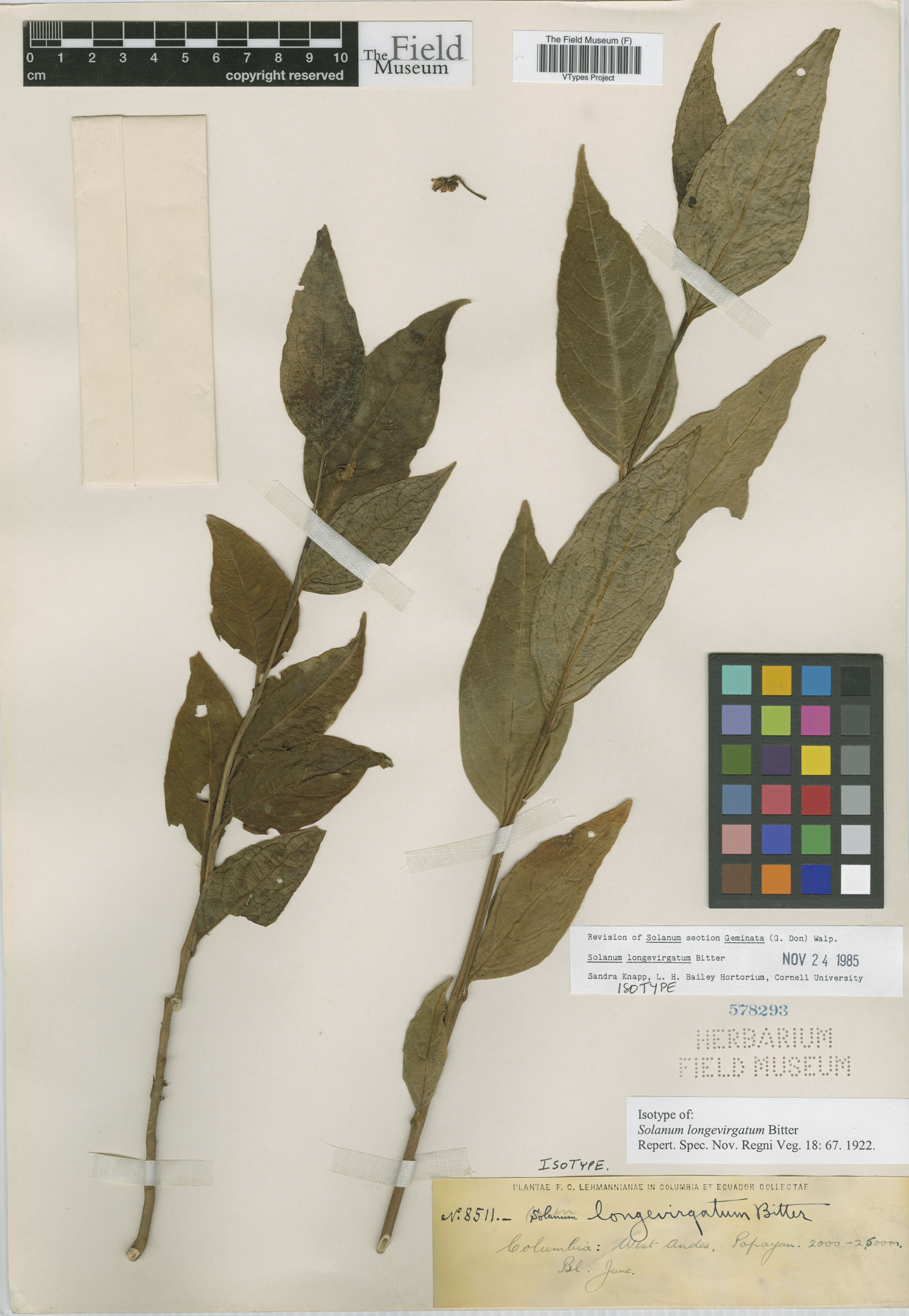 Solanum longevirgatum image