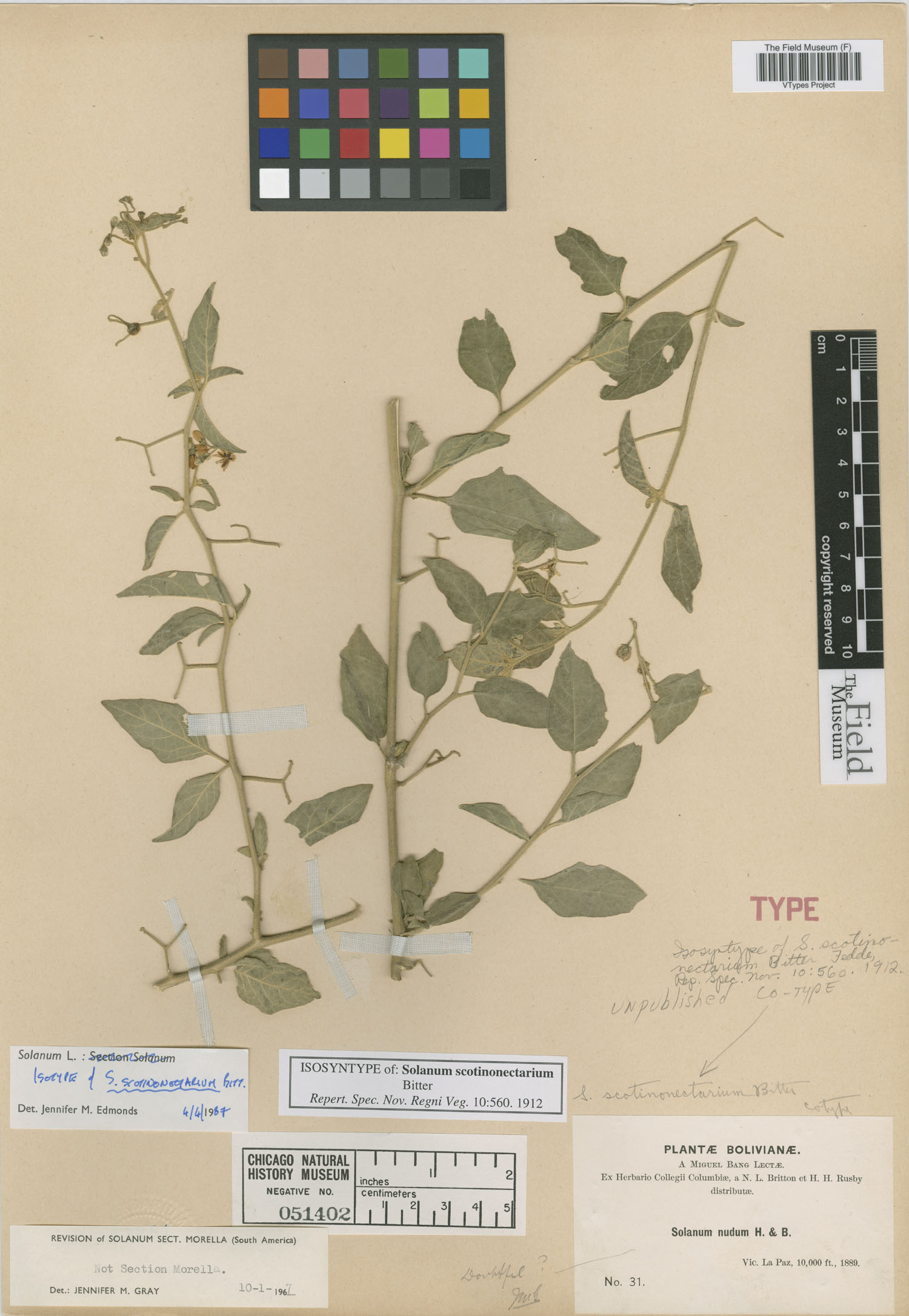 Solanum scotinonectarium image
