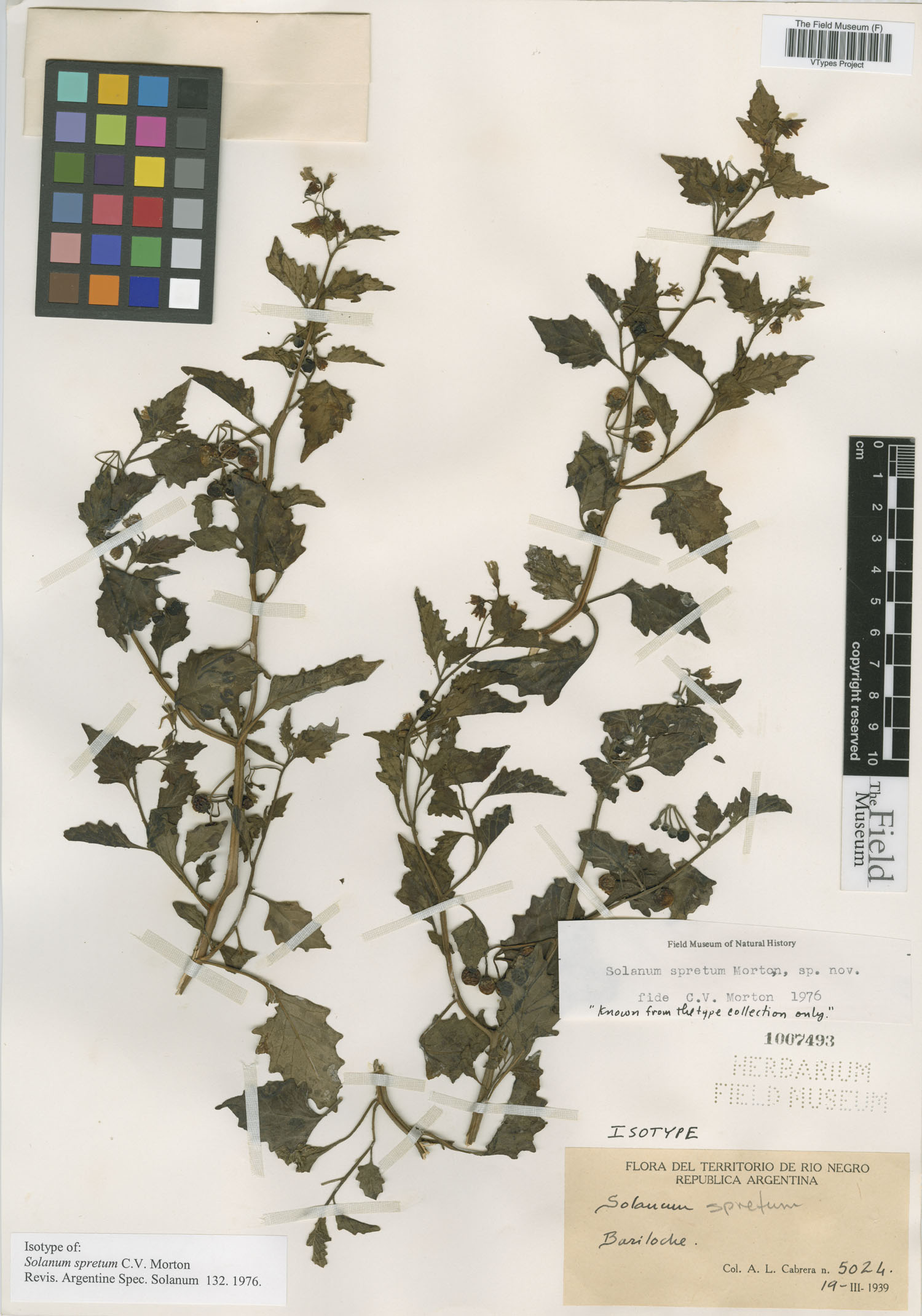 Solanum tredecimgranum image