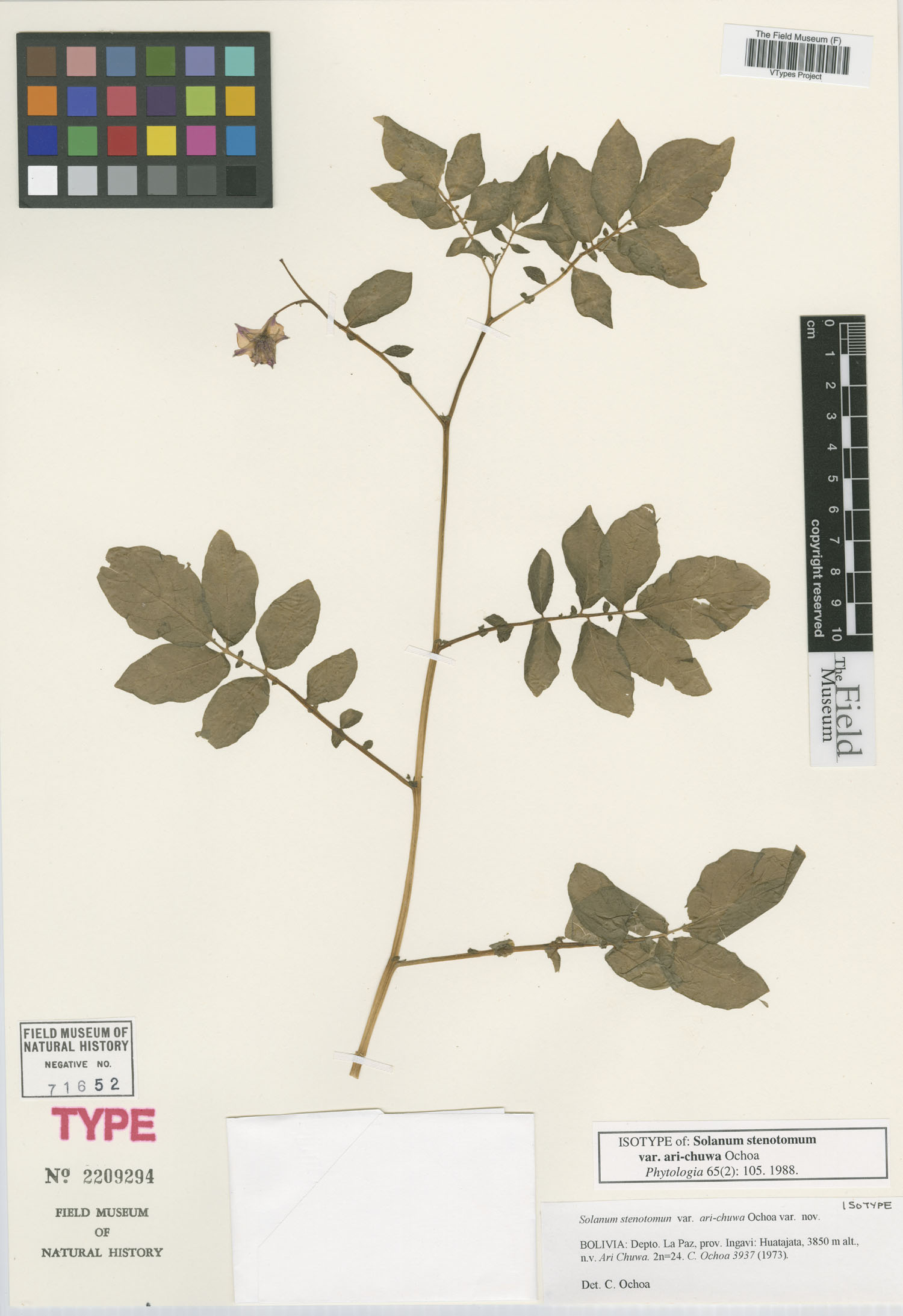 Solanum stenotomum var. ari-chuwa image