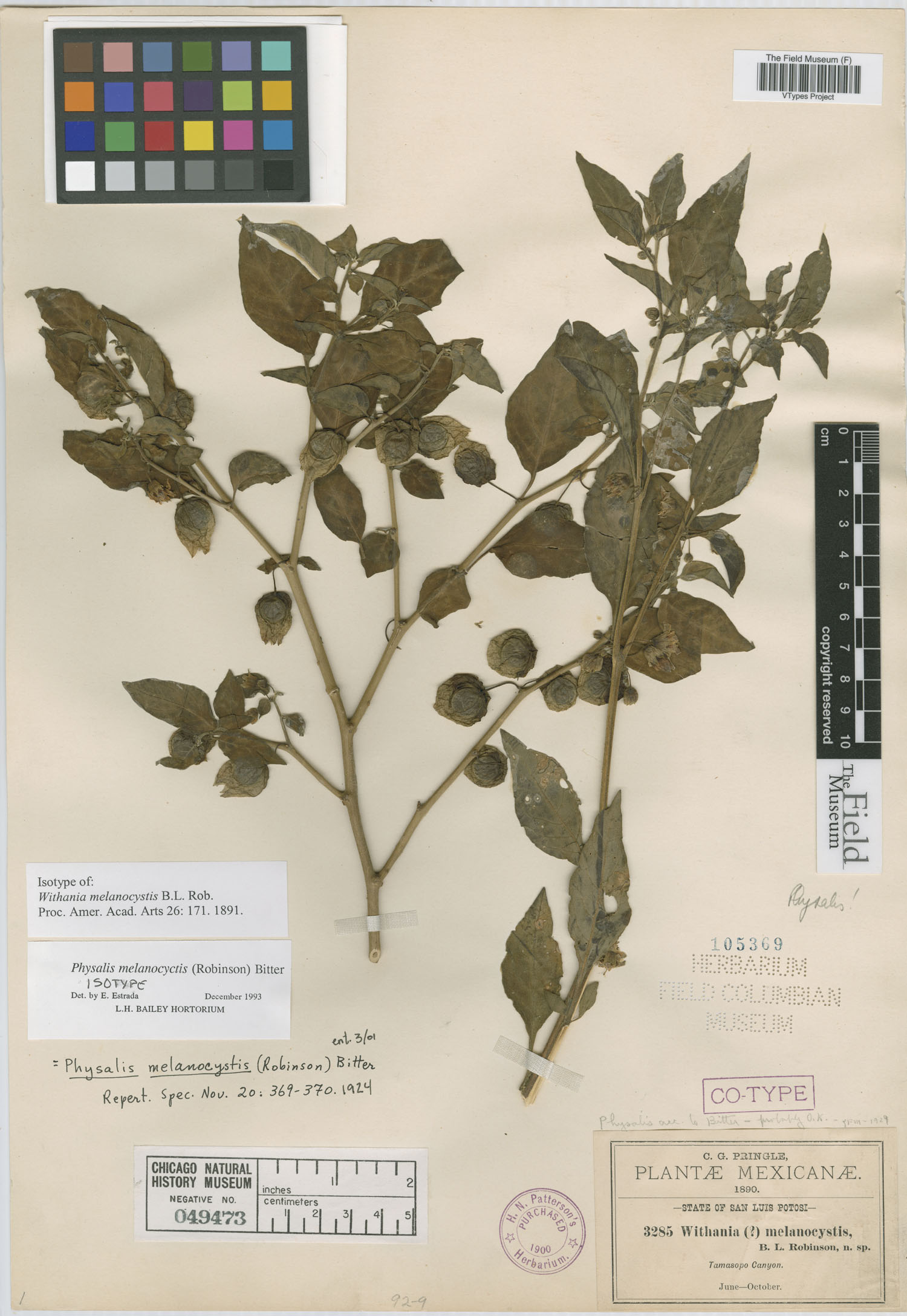 Physalis melanocystis image