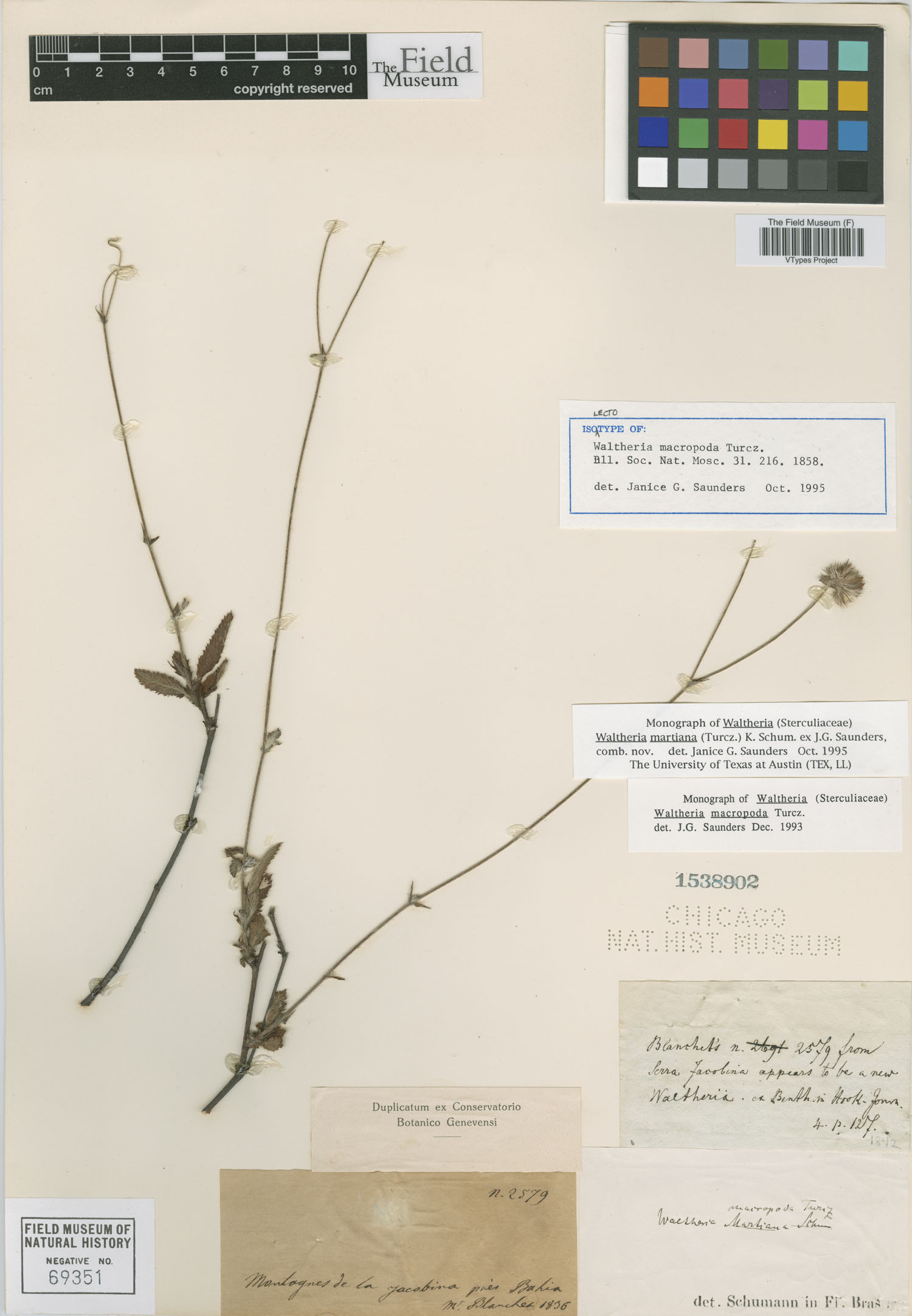 Waltheria bracteosa image