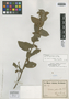 Waltheria polyantha image