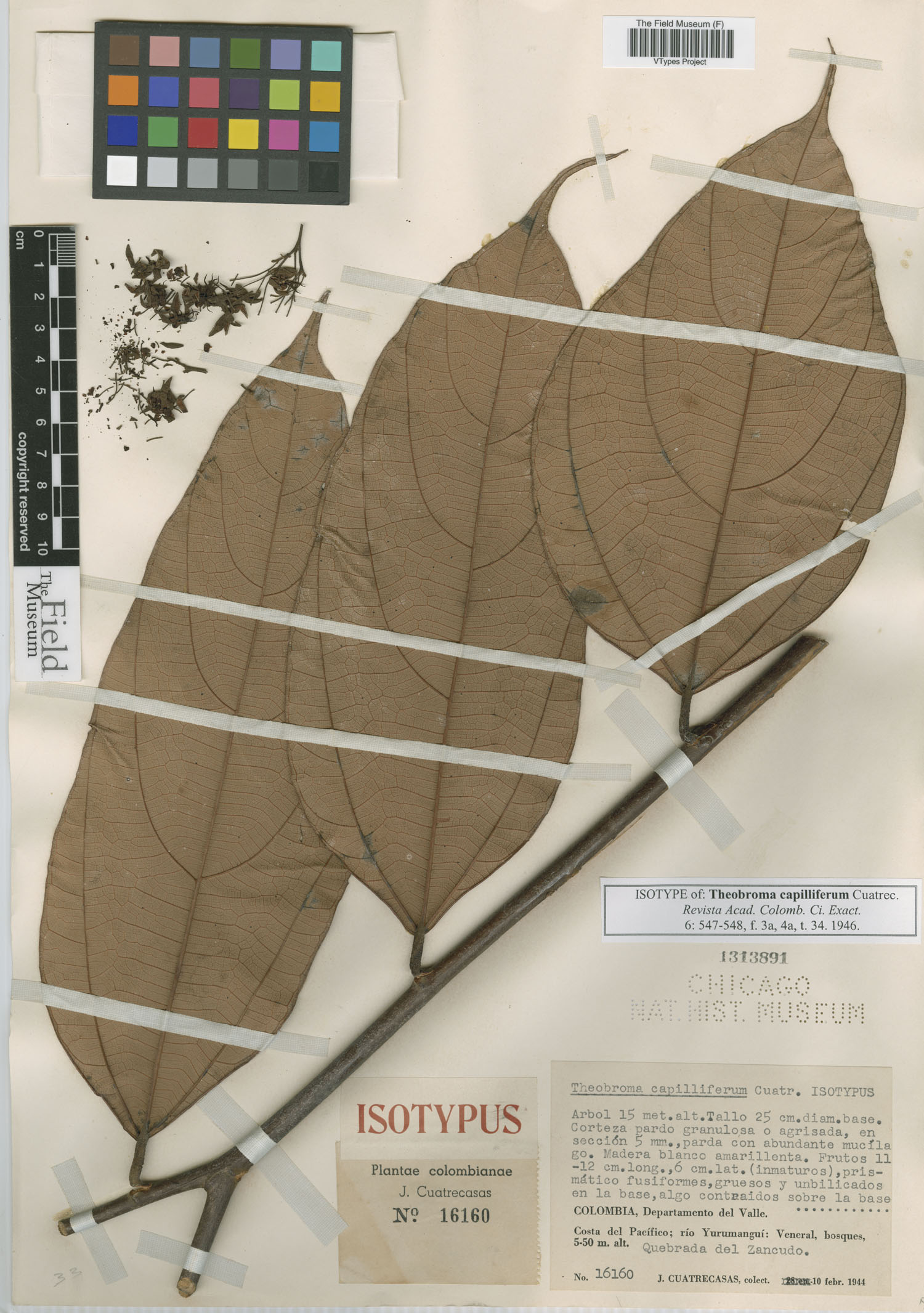 Theobroma bernouillii subsp. capilliferum image