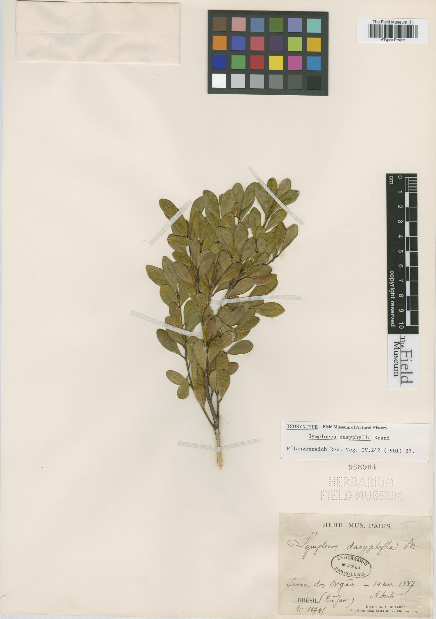 Symplocos dasyphylla image