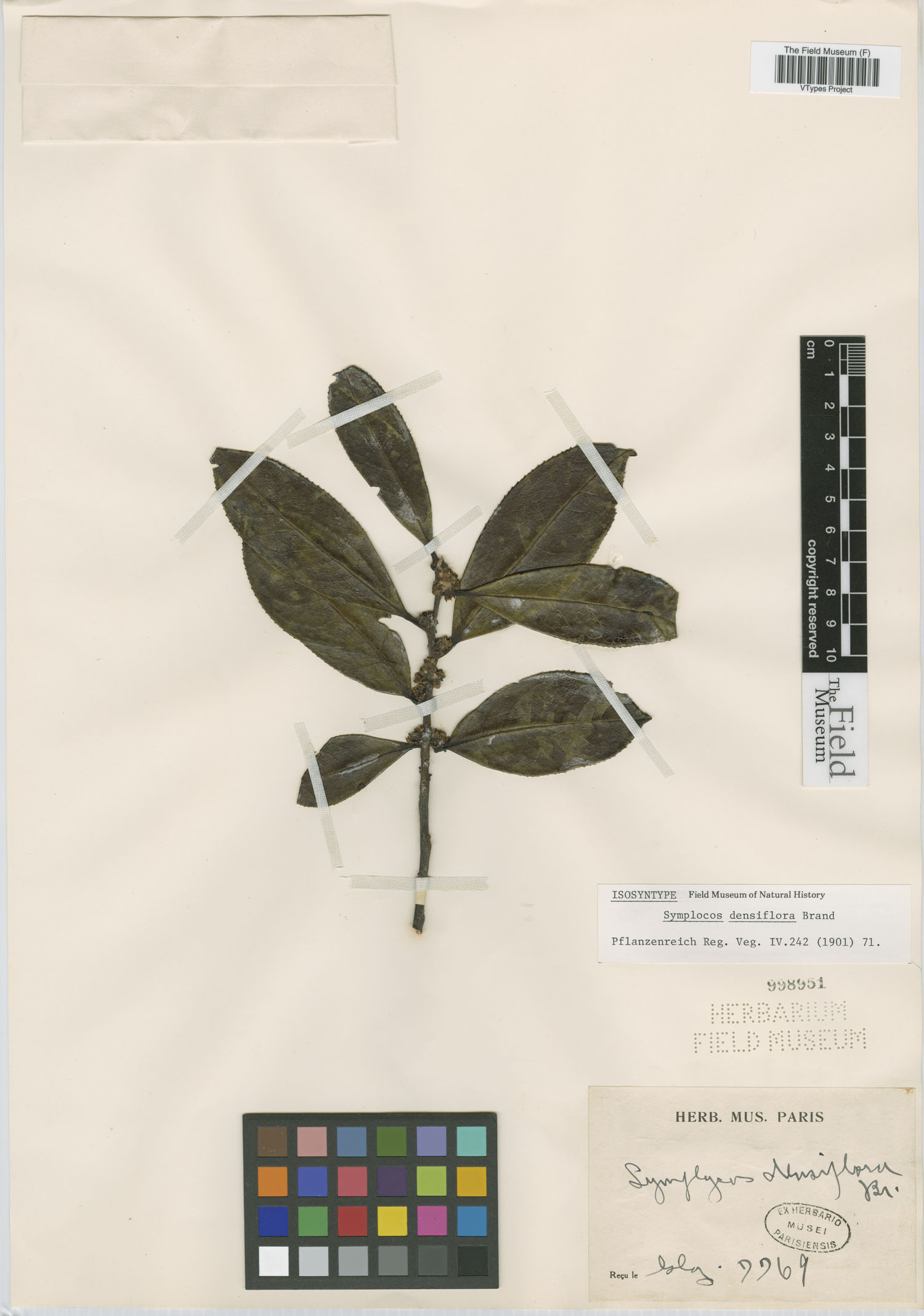 Symplocos falcata image