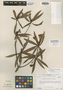 Archytaea angustifolia image