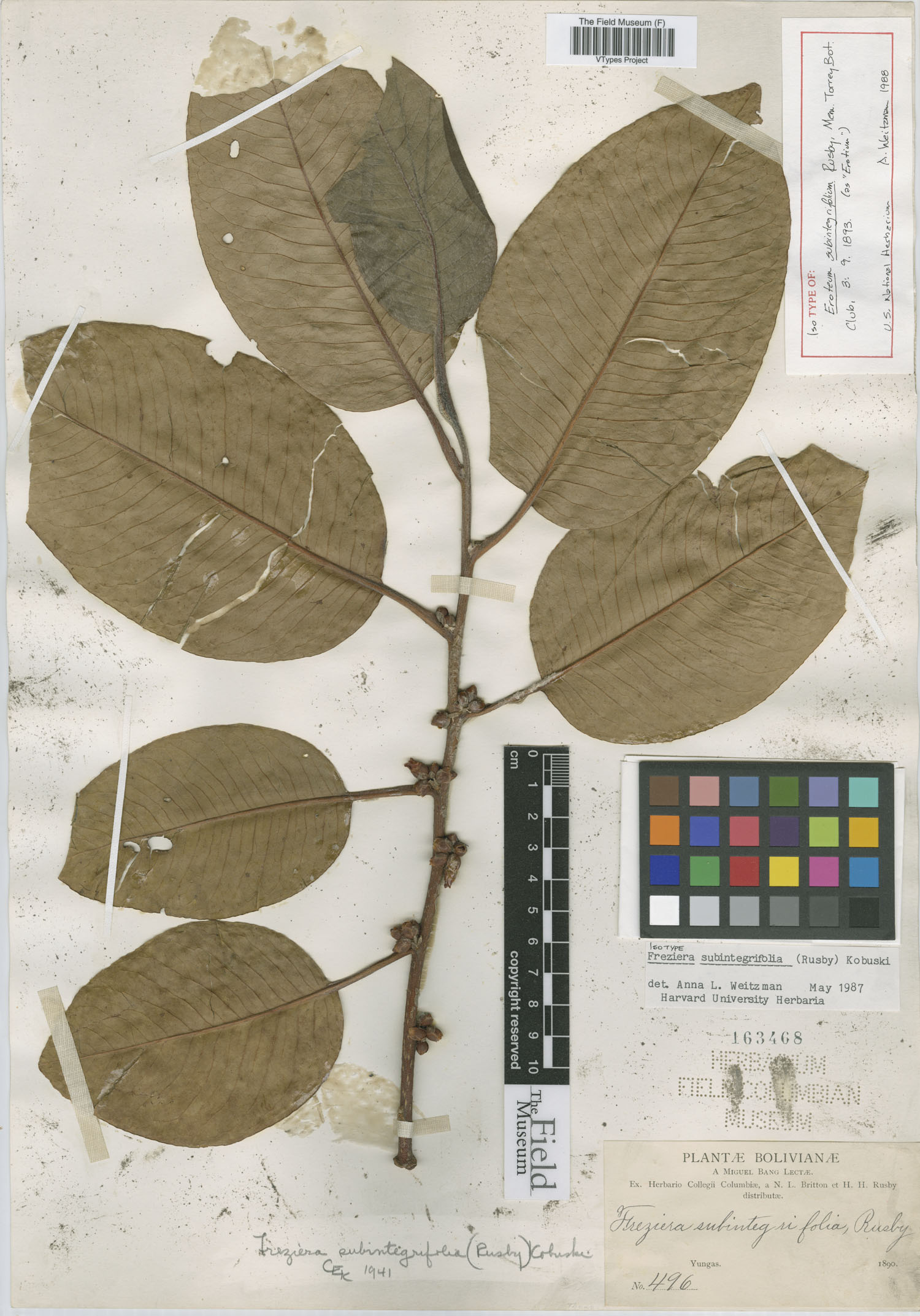 Eroteum subintegrifolium image
