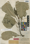 Clavija lancifolia subsp. chermontiana image