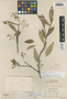 Bonellia macrocarpa subsp. macrocarpa image