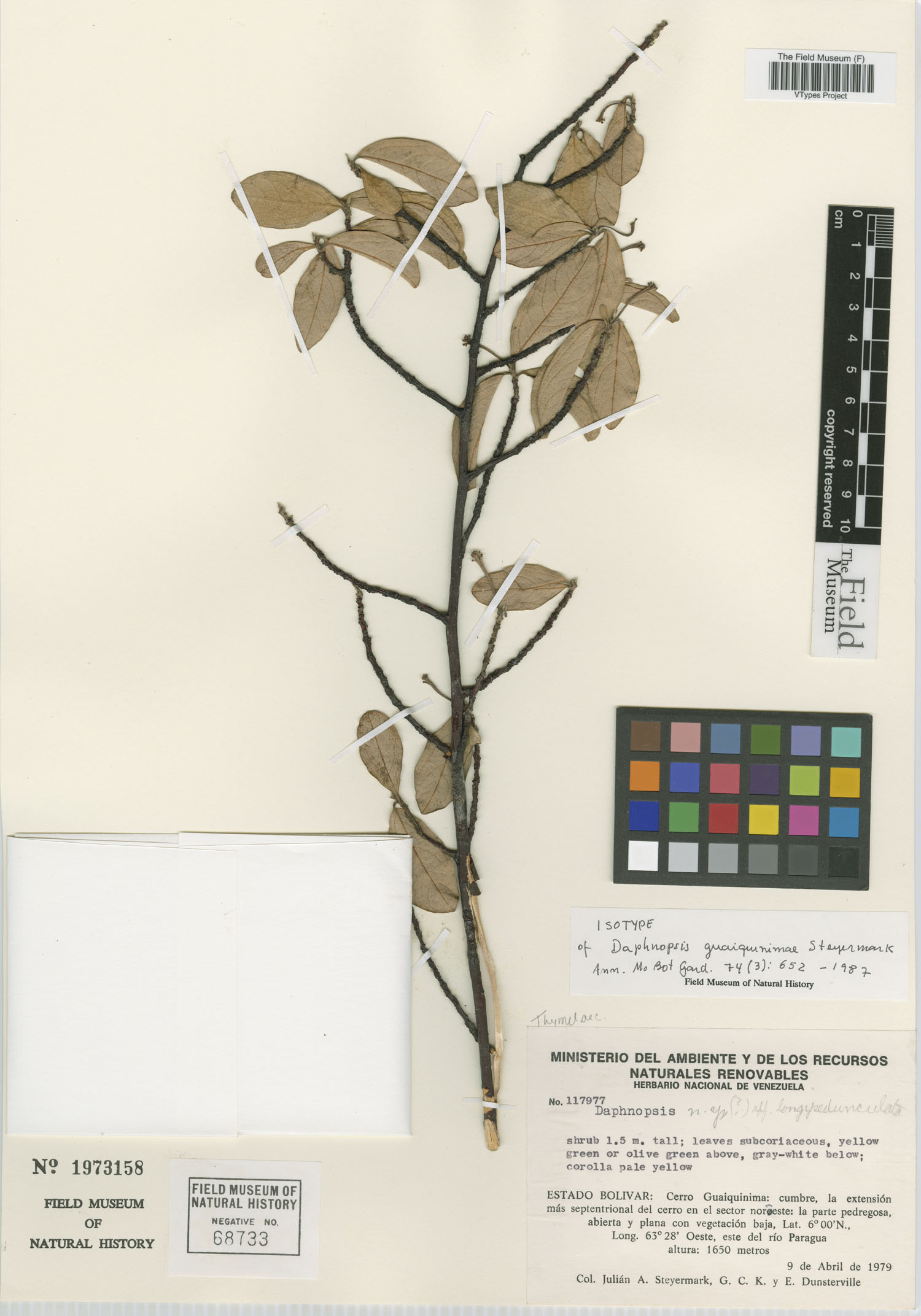 Daphnopsis guaiquinimae image