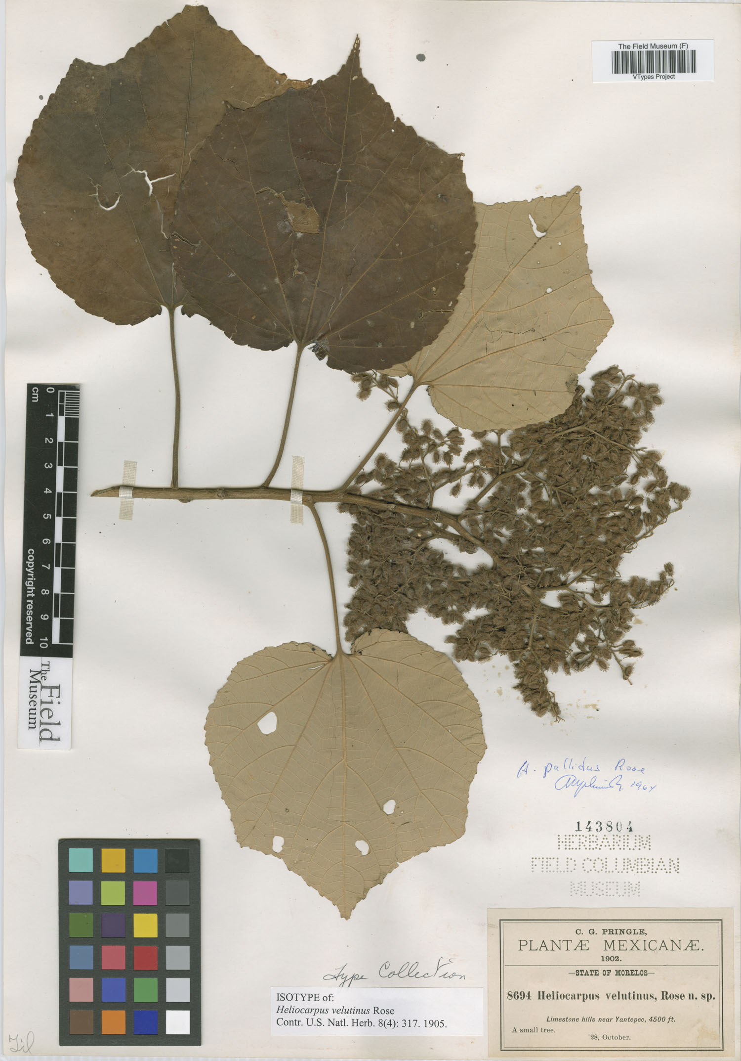 Heliocarpus velutinus image