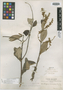 Trigonia echiteifolia image