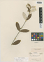 Trigonia nivea var. fasciculata image