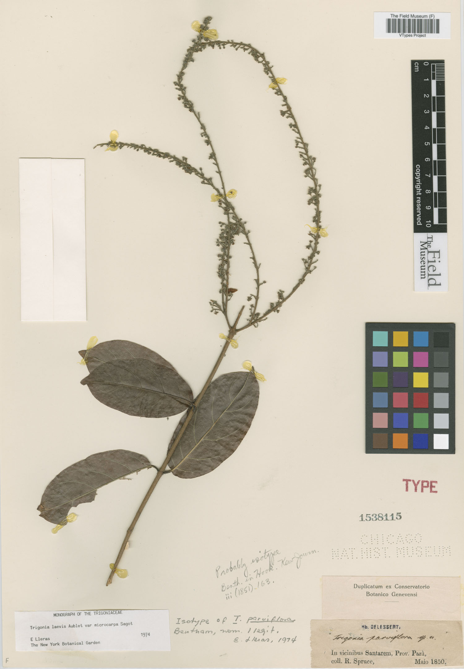 Trigonia parviflora image