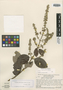 Trigonia reticulata image