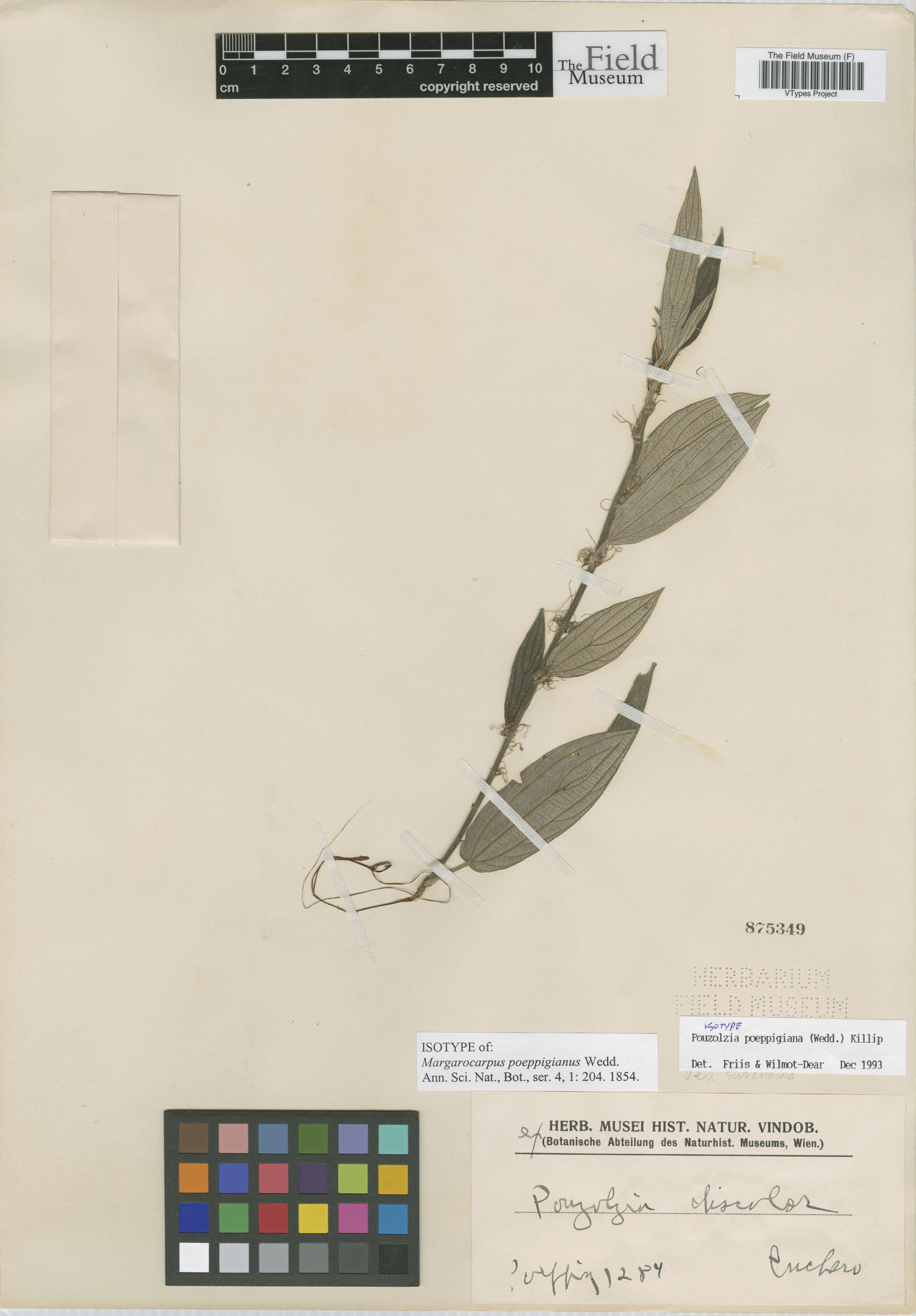 Margarocarpus poeppigianus image