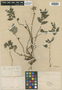 Pilea imparifolia image