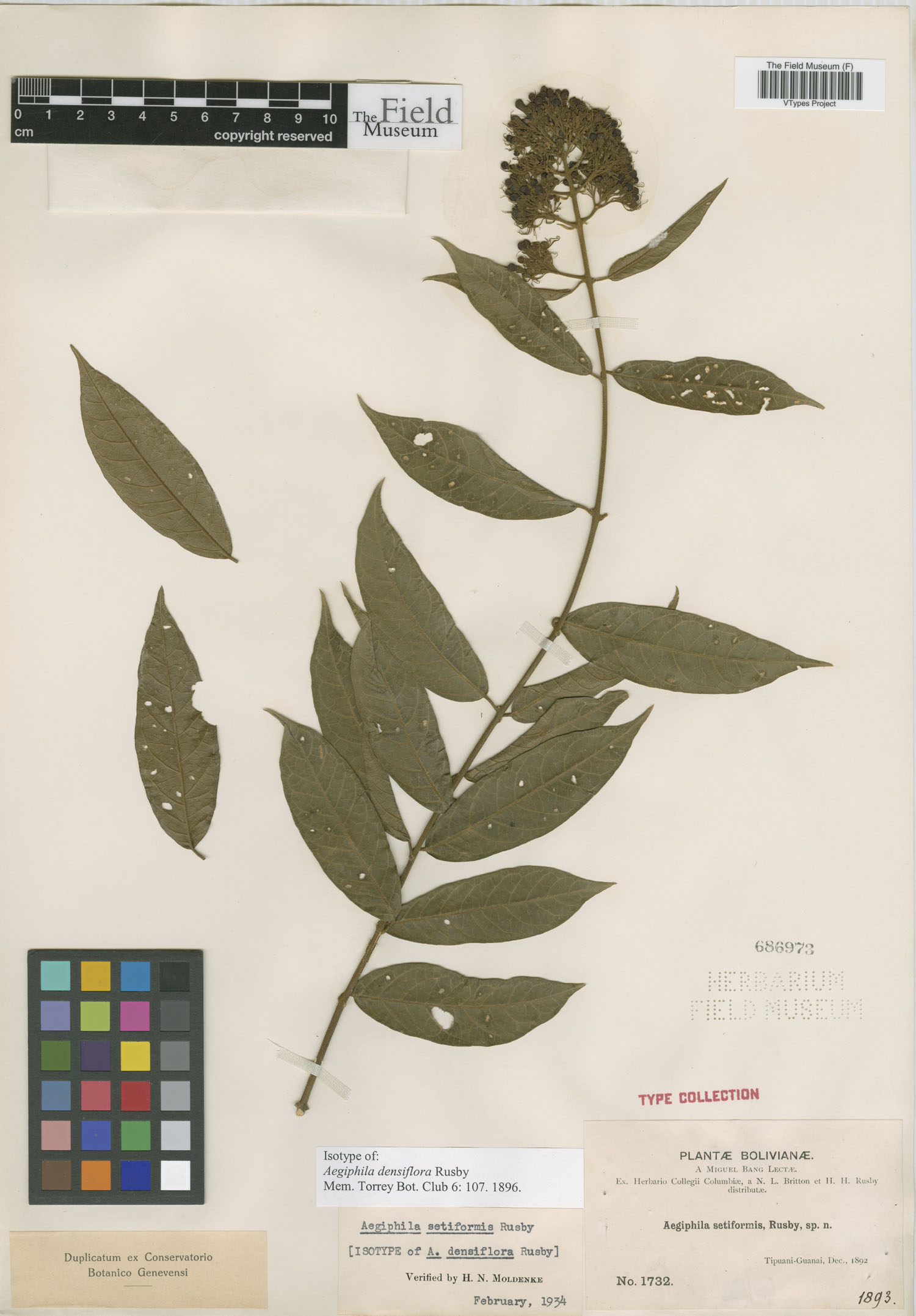 Aegiphila densiflora image
