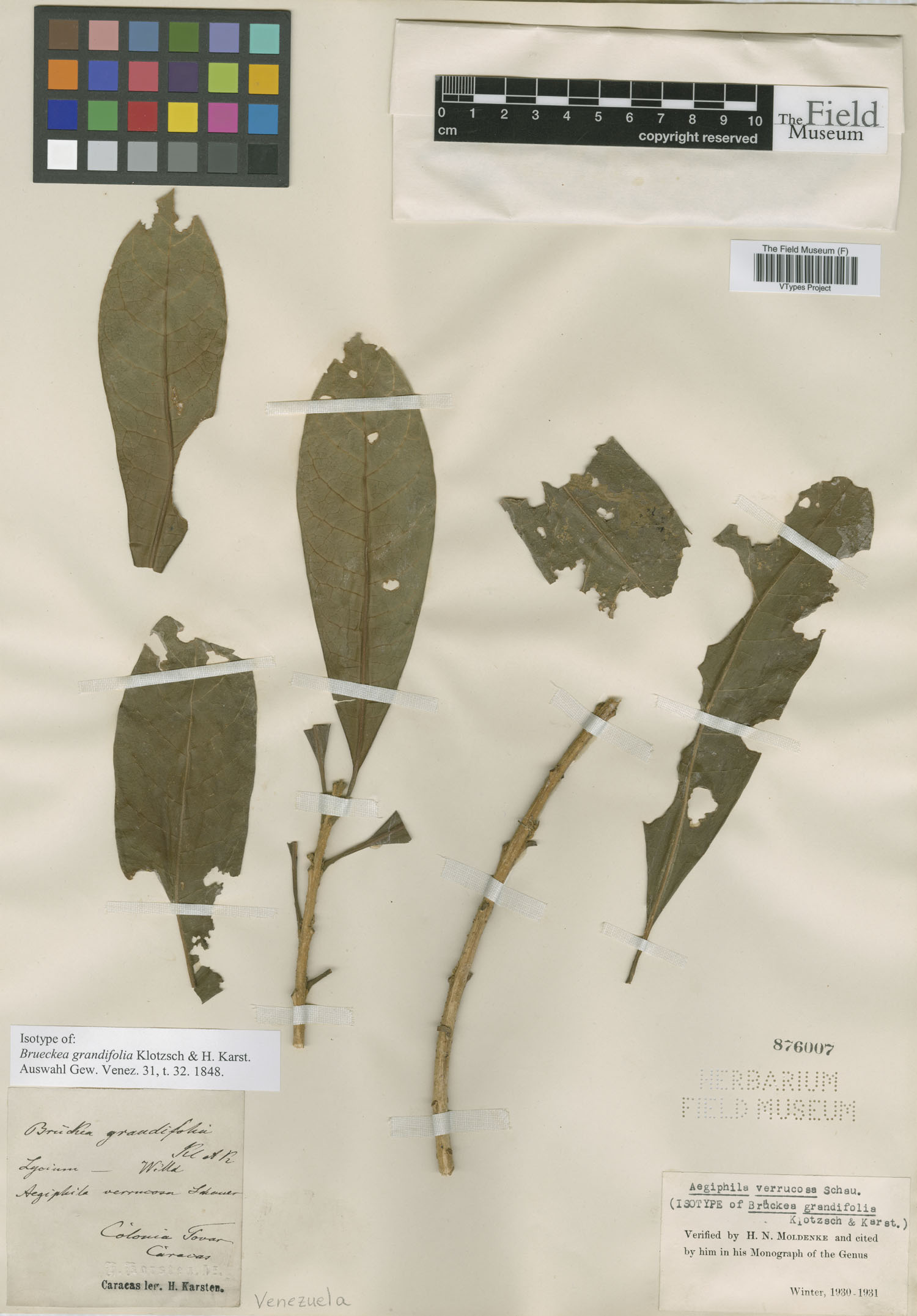 Aegiphila ternifolia image