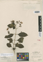 Clerodendrum molle image