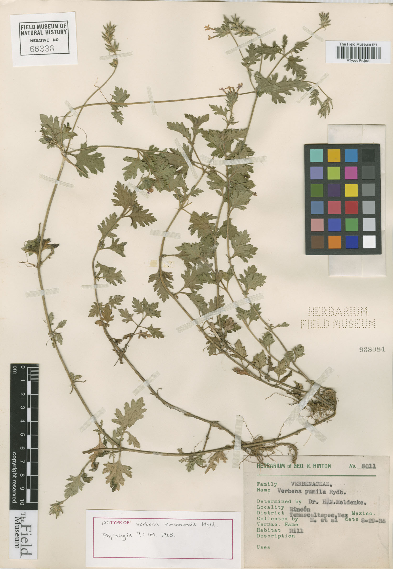 Glandularia teucriifolia image