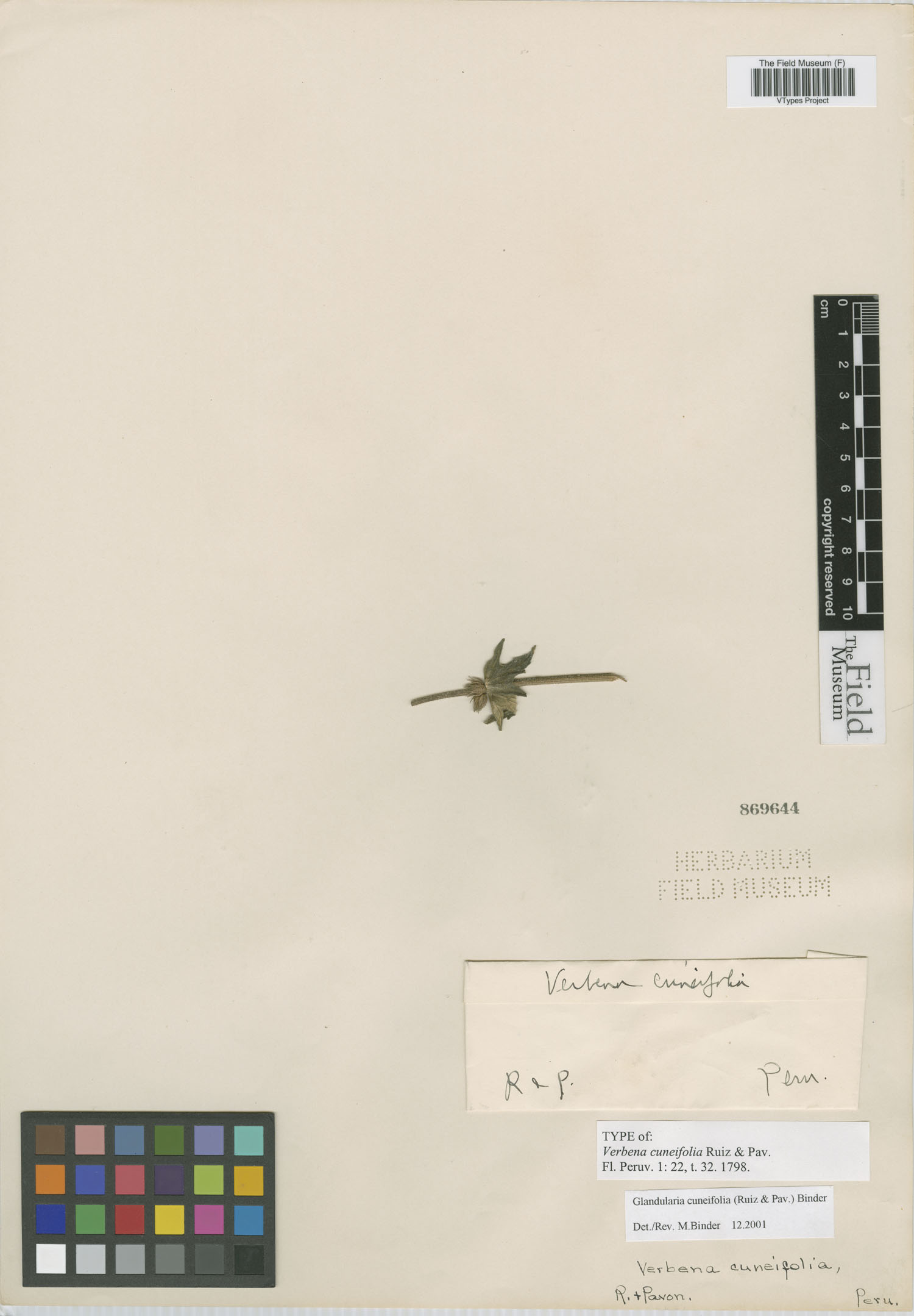Verbena cuneifolia image