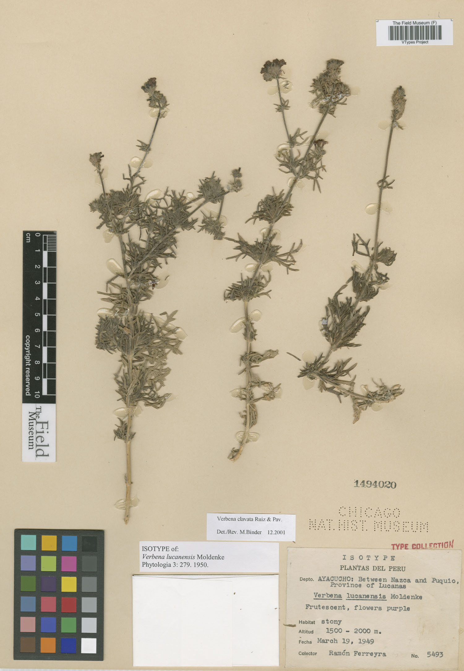 Verbena lucanensis image