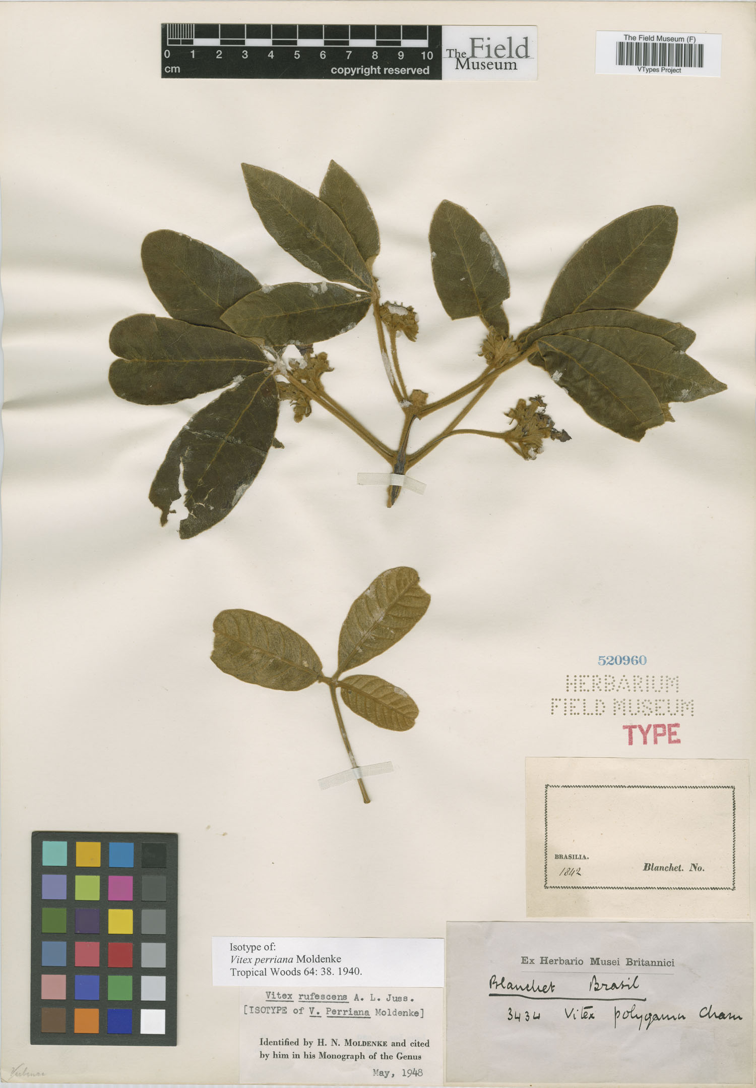 Vitex rufescens image