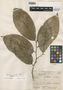 Gloeospermum grandifolium image