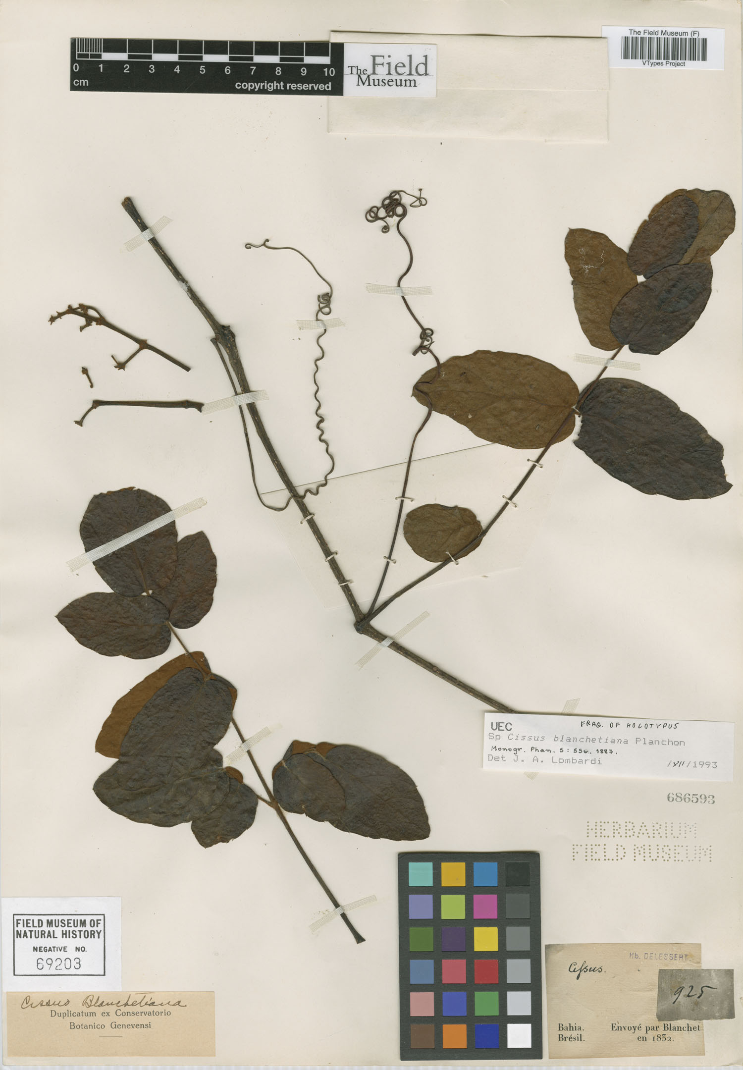 Cissus blanchetiana image