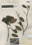Vochysia cayennensis image