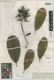 Vochysia densiflora image