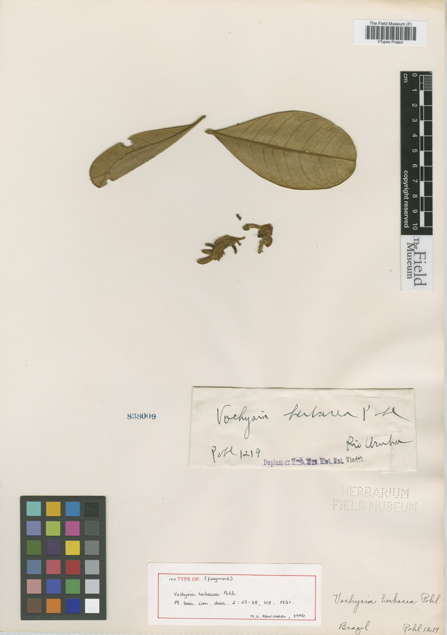 Vochysia herbacea image