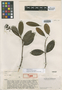 Vochysia angustifolia image