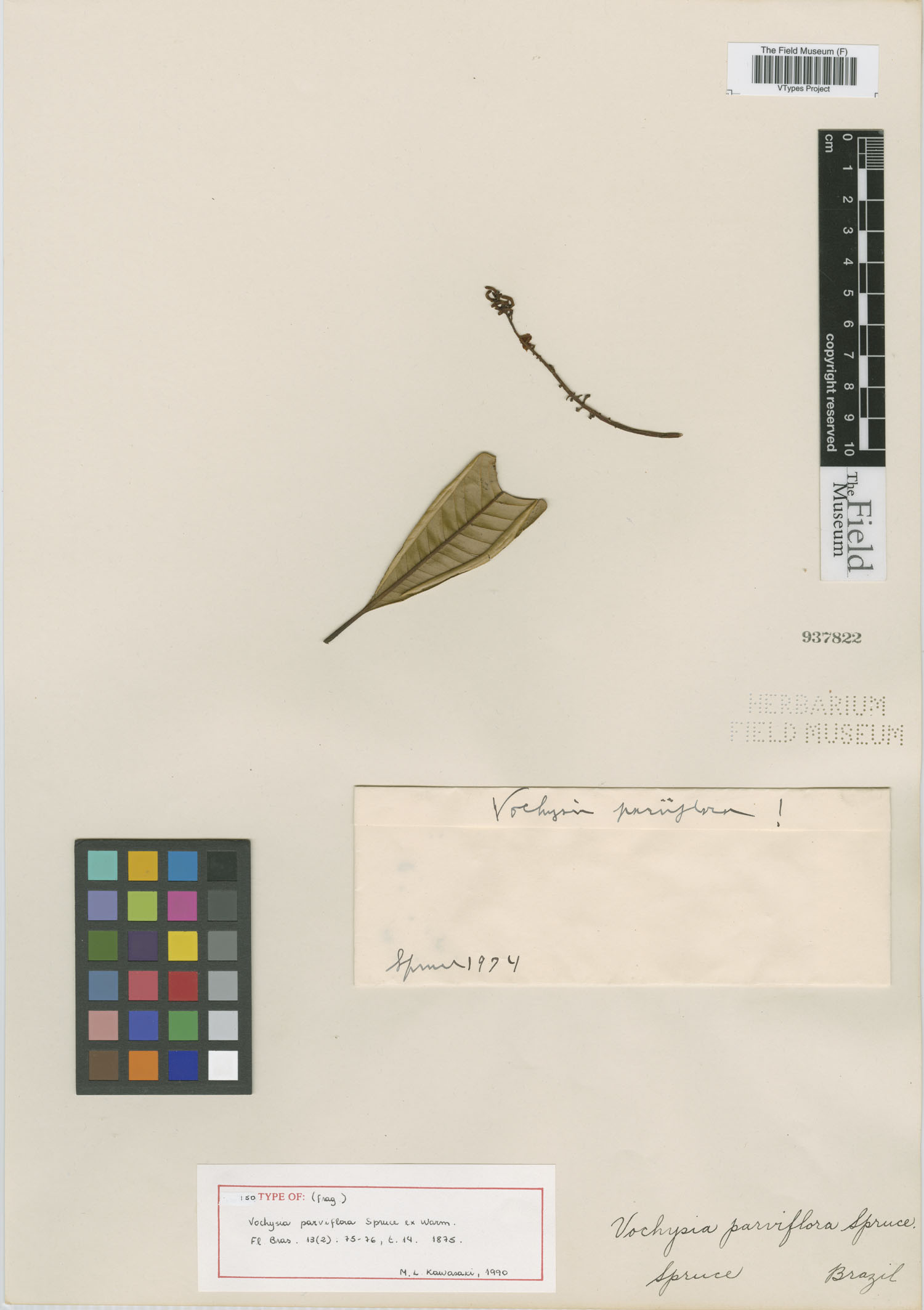 Vochysia parviflora image