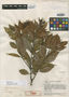 Vochysia rubiginosa image
