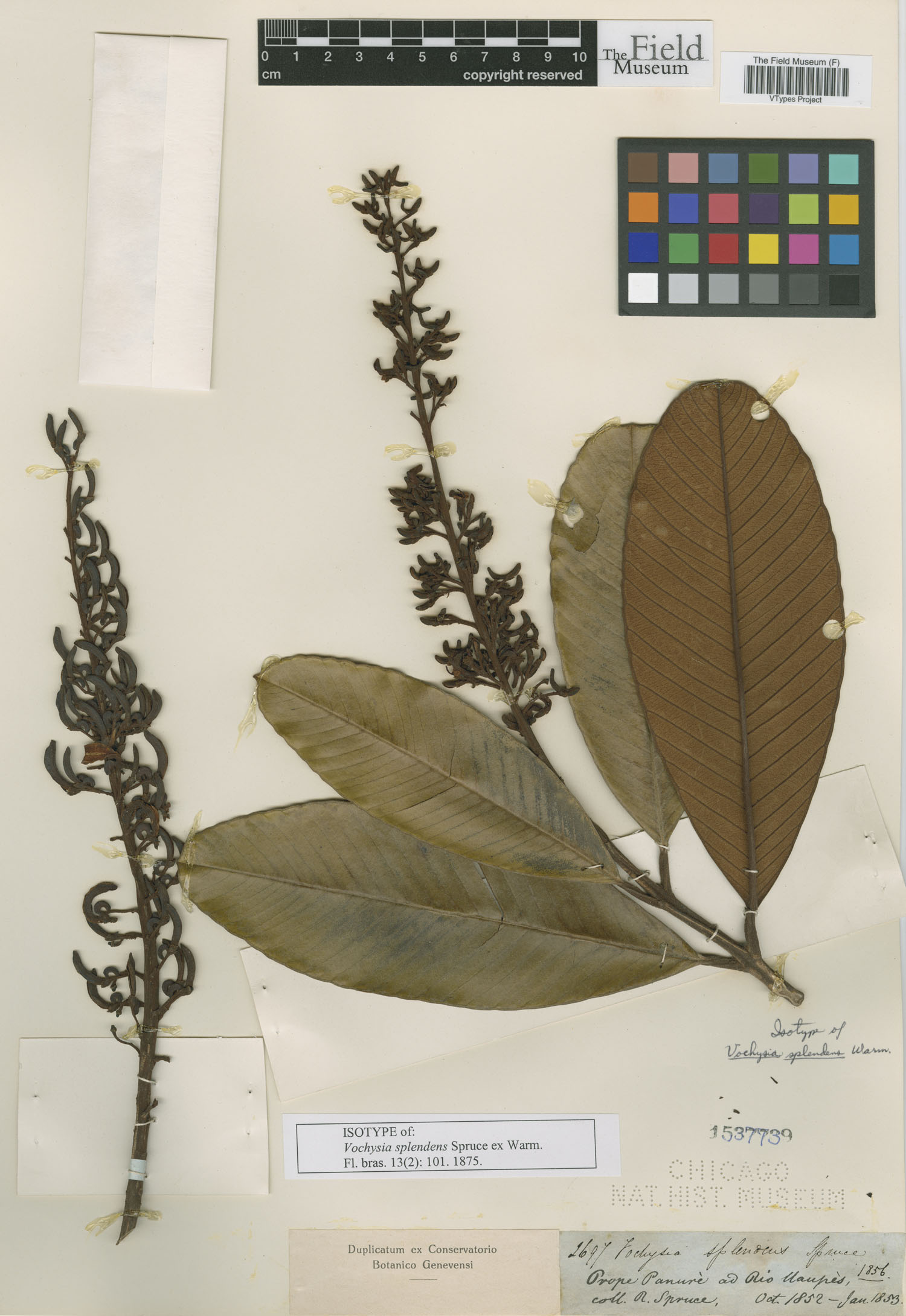 Vochysia splendens image