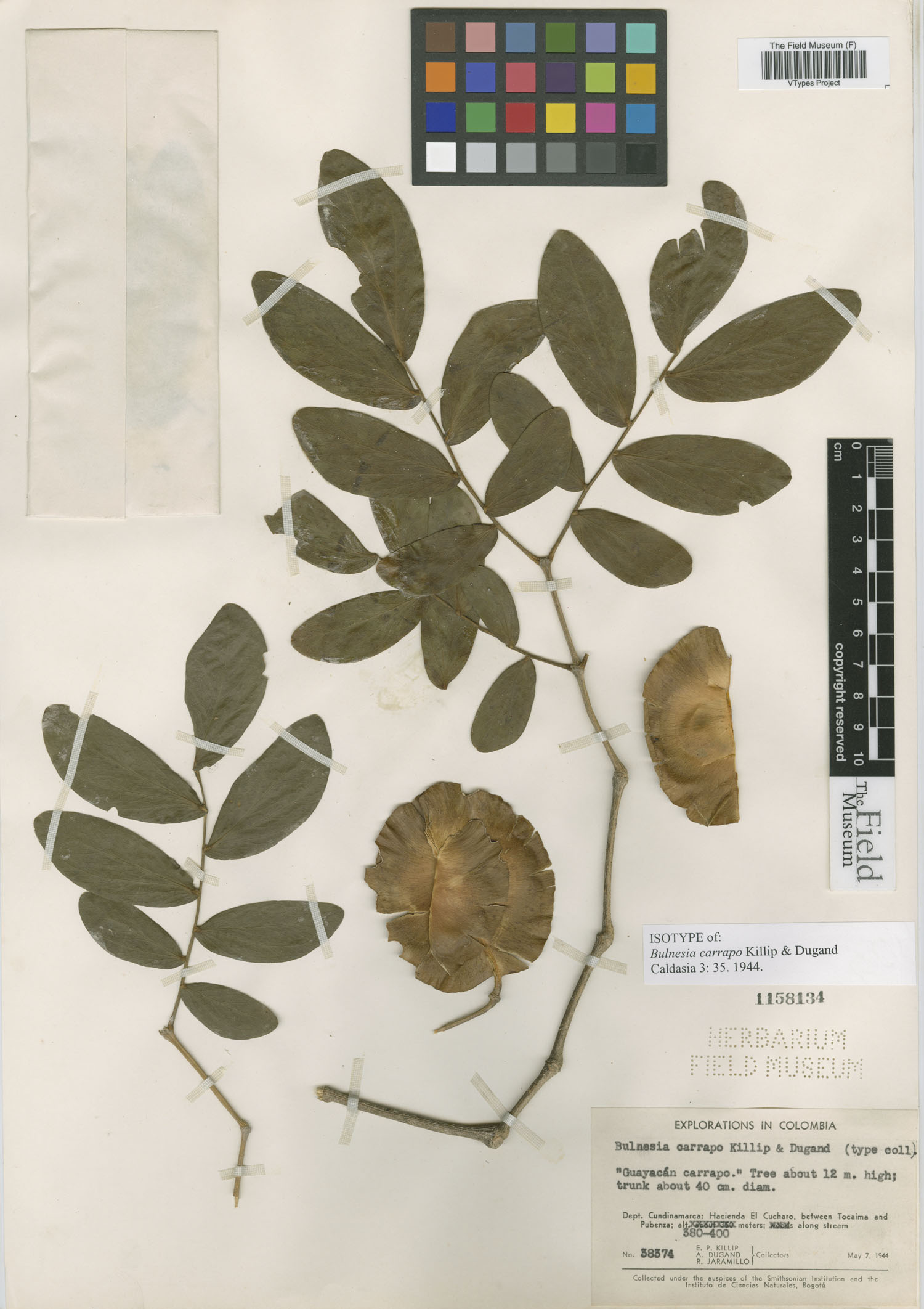 Gonopterodendron carrapo image