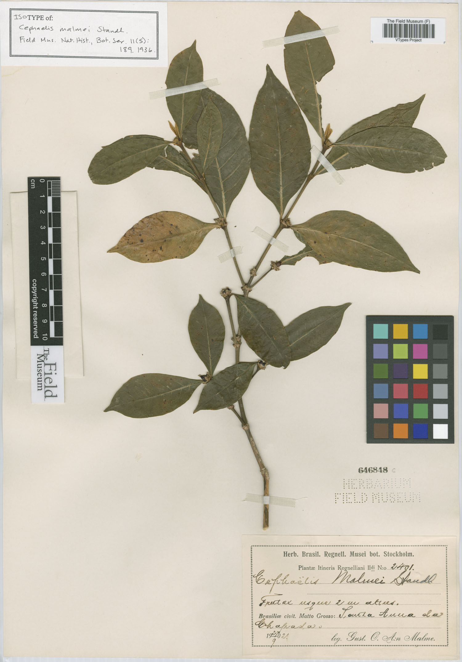 Psychotria malmei image