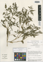 Larnax parviflora image