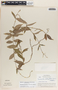 Mandevilla subsagittata image