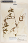 Mandevilla subsagittata image