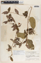 Mandevilla subsagittata image