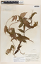 Mandevilla subsagittata image