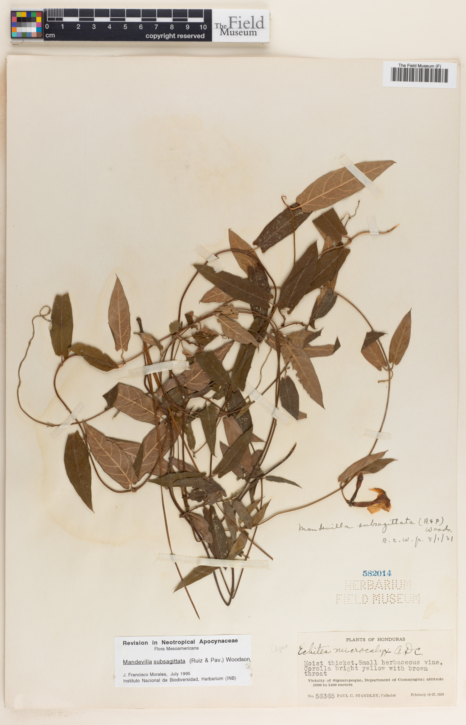 Mandevilla subsagittata image